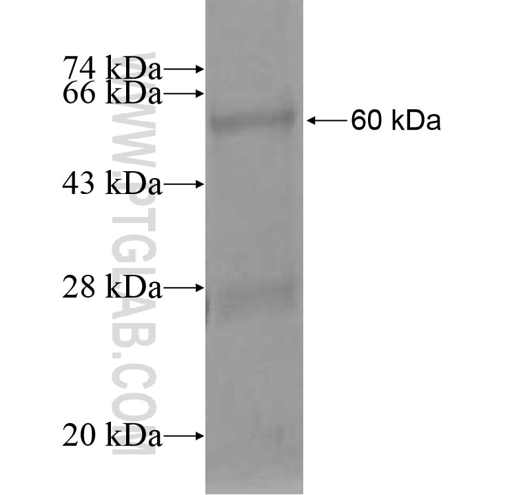 EGLN3 fusion protein Ag13197 SDS-PAGE