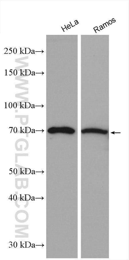 Western Blot (WB) analysis of various lysates using EGR1 Polyclonal antibody (22008-1-AP)