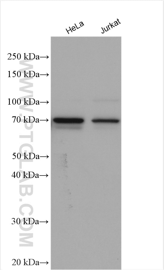 Western Blot (WB) analysis of various lysates using EGR1 Polyclonal antibody (22008-1-AP)