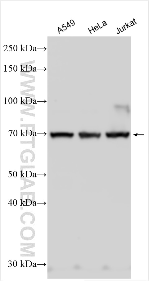 WB analysis using 31098-1-AP