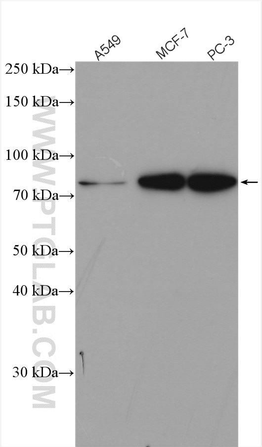 Western Blot (WB) analysis of various lysates using EGR1 Polyclonal antibody (55117-1-AP)