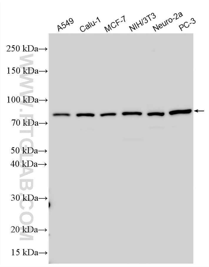 Western Blot (WB) analysis of various lysates using EGR1 Polyclonal antibody (55117-1-AP)