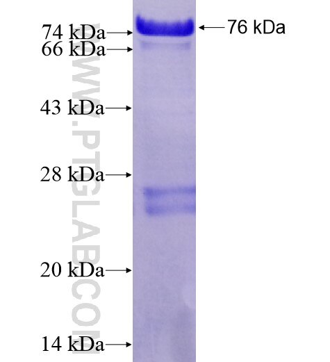 EGR1 fusion protein Ag13395 SDS-PAGE