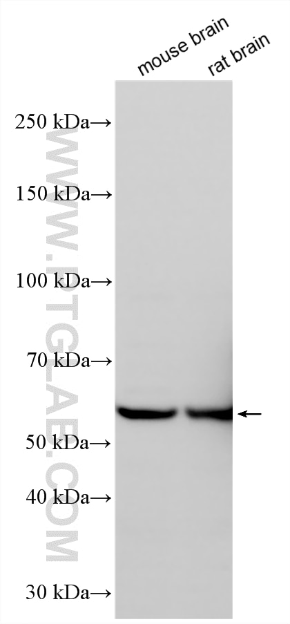Western Blot (WB) analysis of various lysates using EGR2 Polyclonal antibody (13491-1-AP)