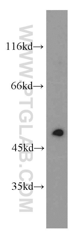 EGR2