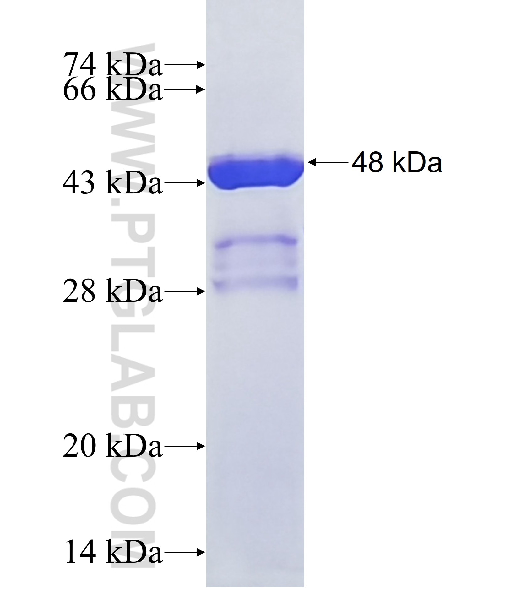 EGR2 fusion protein Ag40479 SDS-PAGE