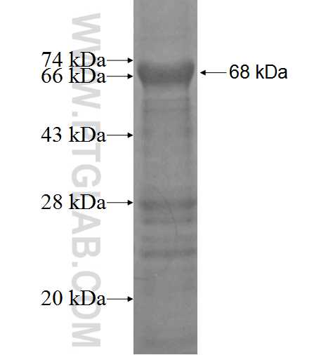 EGR2 fusion protein Ag4313 SDS-PAGE