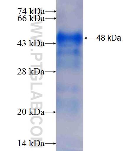 EGR2 fusion protein Ag4630 SDS-PAGE