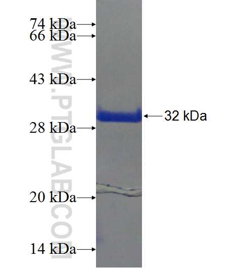 EGR3 fusion protein Ag24152 SDS-PAGE