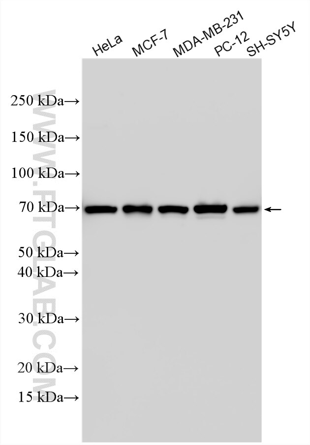 Western Blot (WB) analysis of various lysates using EGR4 Polyclonal antibody (27682-1-AP)