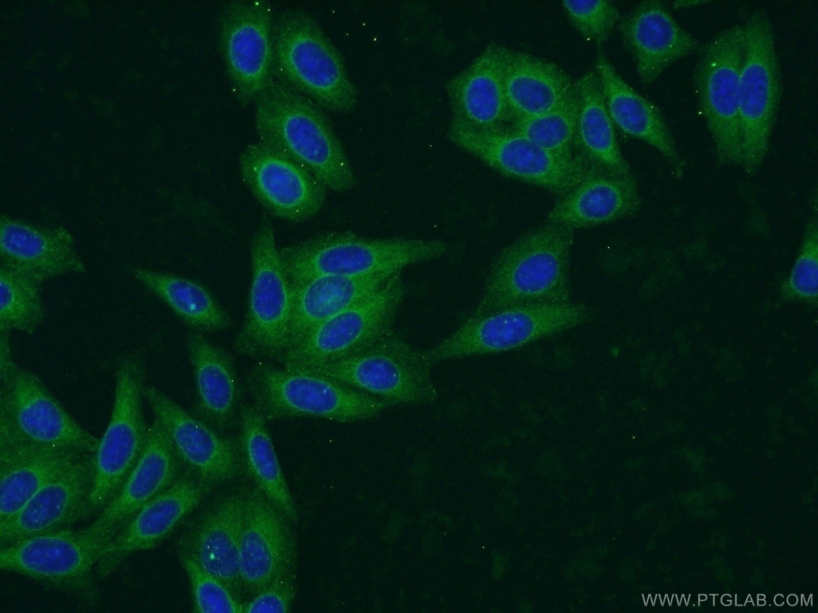Immunofluorescence (IF) / fluorescent staining of HepG2 cells using EHBP1 Polyclonal antibody (17637-1-AP)