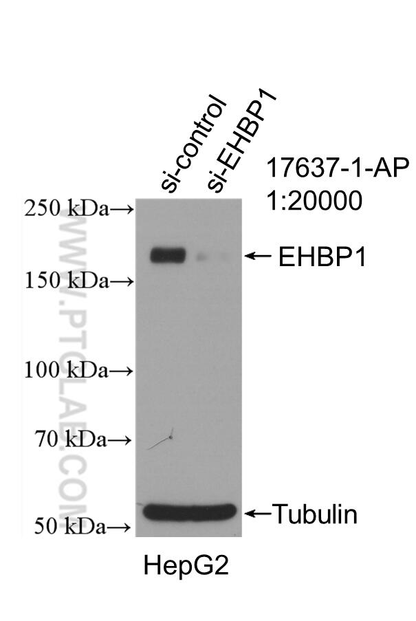 Western Blot (WB) analysis of HepG2 cells using EHBP1 Polyclonal antibody (17637-1-AP)