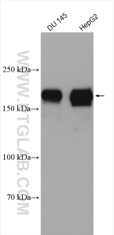 Western Blot (WB) analysis of various lysates using EHBP1 Polyclonal antibody (17637-1-AP)