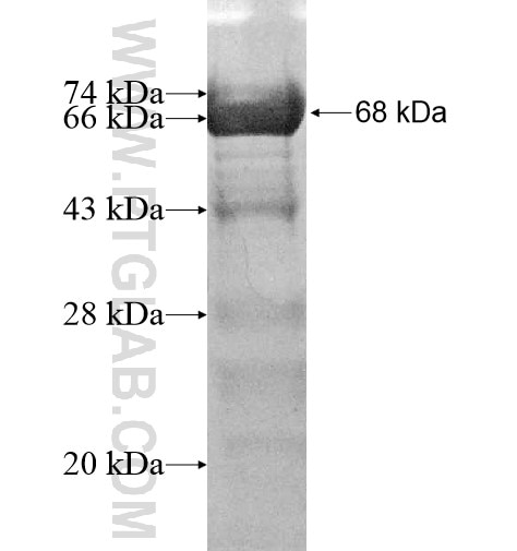 EHBP1 fusion protein Ag11916 SDS-PAGE