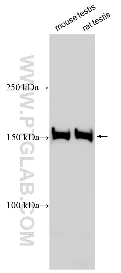 Western Blot (WB) analysis of various lysates using EHBP1L1 Polyclonal antibody (29383-1-AP)