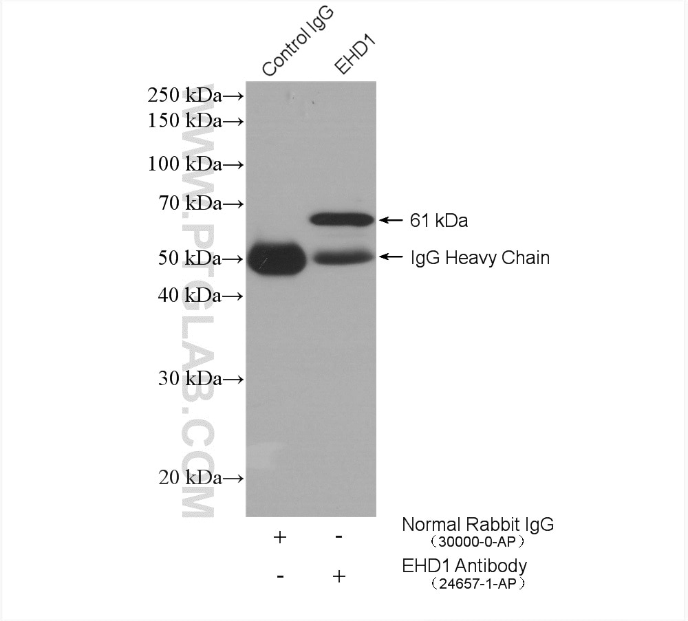 Immunoprecipitation (IP) experiment of mouse testis tissue using EHD1 Polyclonal antibody (24657-1-AP)