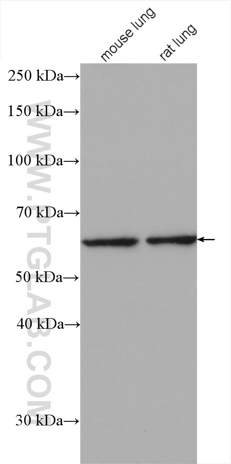 Western Blot (WB) analysis of various lysates using EHD1 Polyclonal antibody (24657-1-AP)