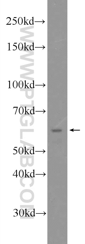 Western Blot (WB) analysis of mouse testis tissue using EHD1 Polyclonal antibody (24657-1-AP)