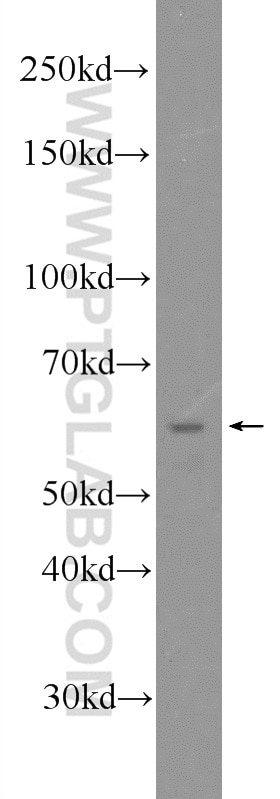 Western Blot (WB) analysis of mouse testis tissue using EHD1 Polyclonal antibody (24657-1-AP)
