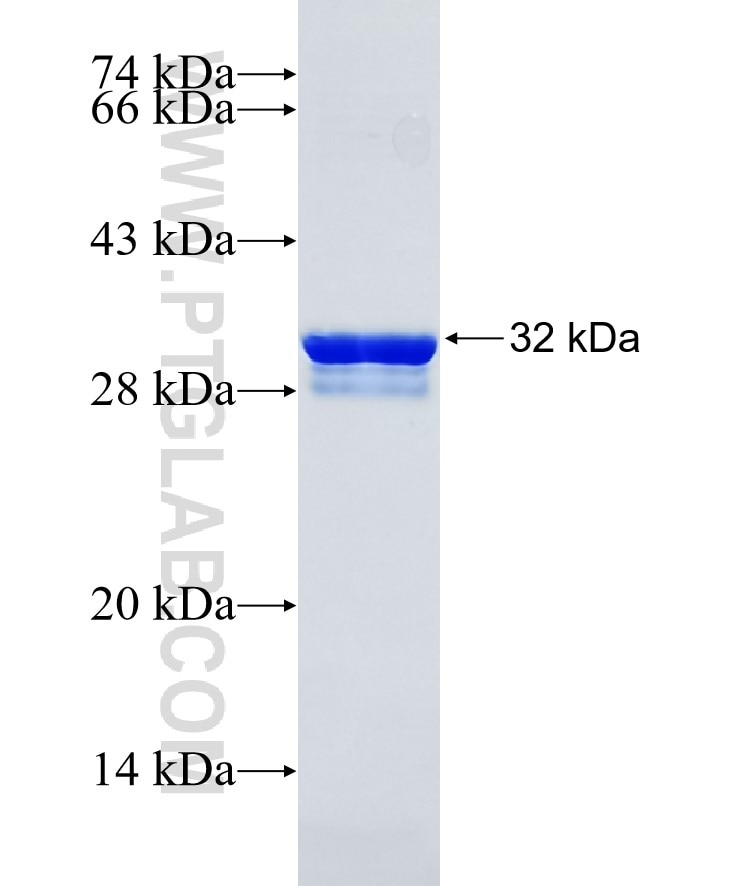 EHD1 fusion protein Ag18400 SDS-PAGE