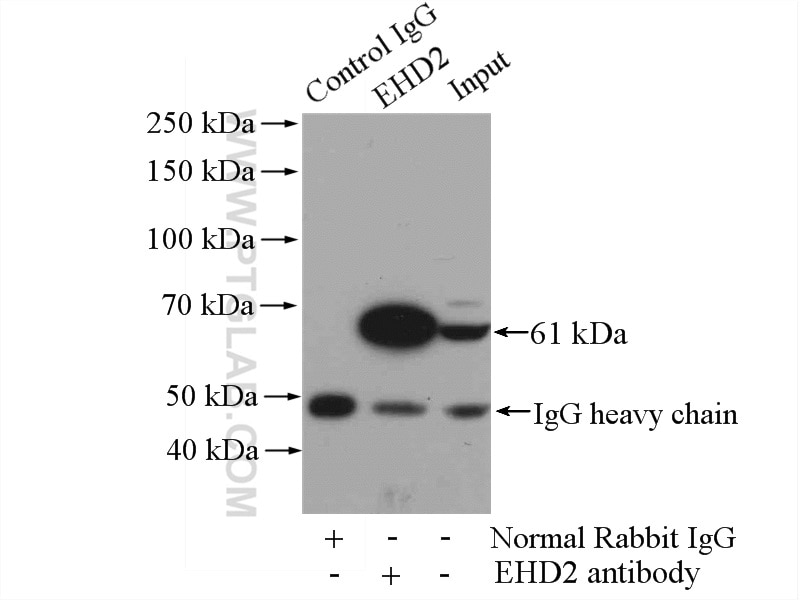 Immunoprecipitation (IP) experiment of mouse heart tissue using EHD2 Polyclonal antibody (11440-1-AP)