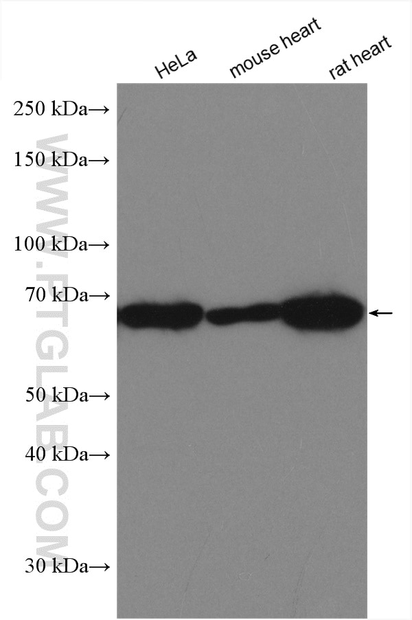 Western Blot (WB) analysis of various lysates using EHD2 Polyclonal antibody (11440-1-AP)