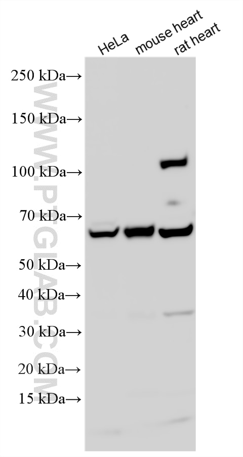 Western Blot (WB) analysis of various lysates using EHD2 Polyclonal antibody (11440-1-AP)