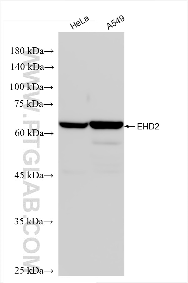 Western Blot (WB) analysis of various lysates using EHD2 Recombinant antibody (85604-4-RR)