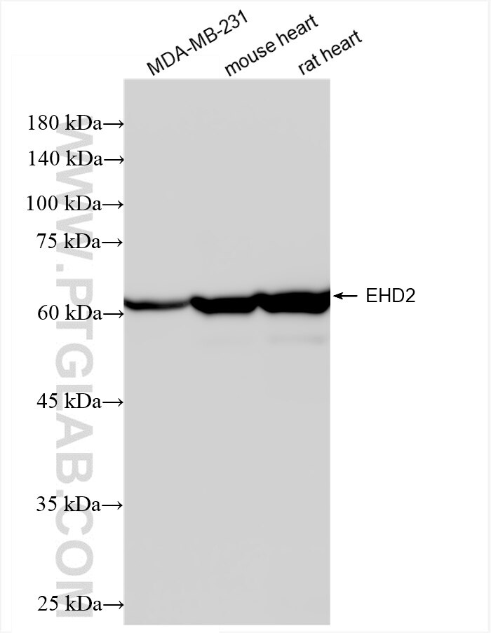 EHD2
