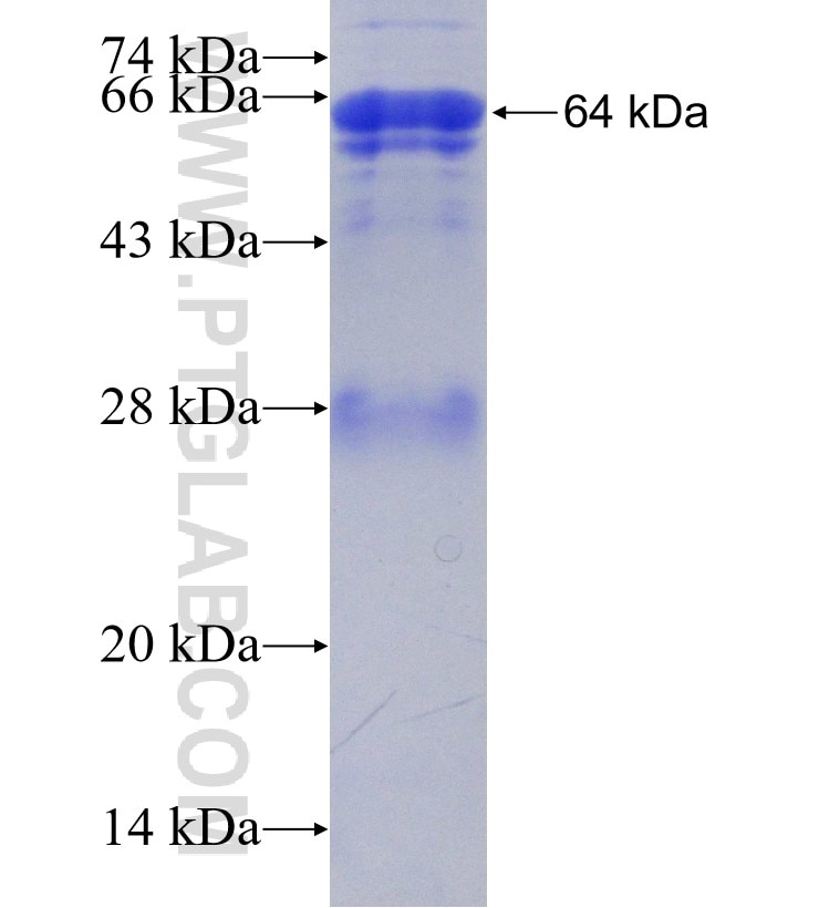 EHD2 fusion protein Ag2002 SDS-PAGE