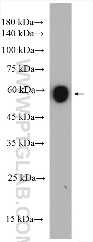 Western Blot (WB) analysis of rat brain tissue using EHD3 Polyclonal antibody (25320-1-AP)