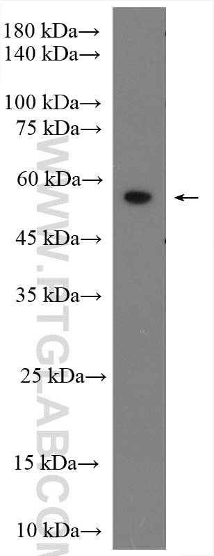 Western Blot (WB) analysis of mouse kidney tissue using EHD3 Polyclonal antibody (25320-1-AP)