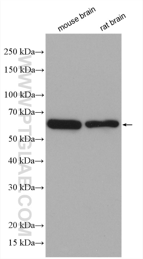 Western Blot (WB) analysis of various lysates using EHD3 Polyclonal antibody (25320-1-AP)