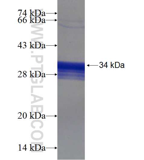 EHD3 fusion protein Ag18216 SDS-PAGE