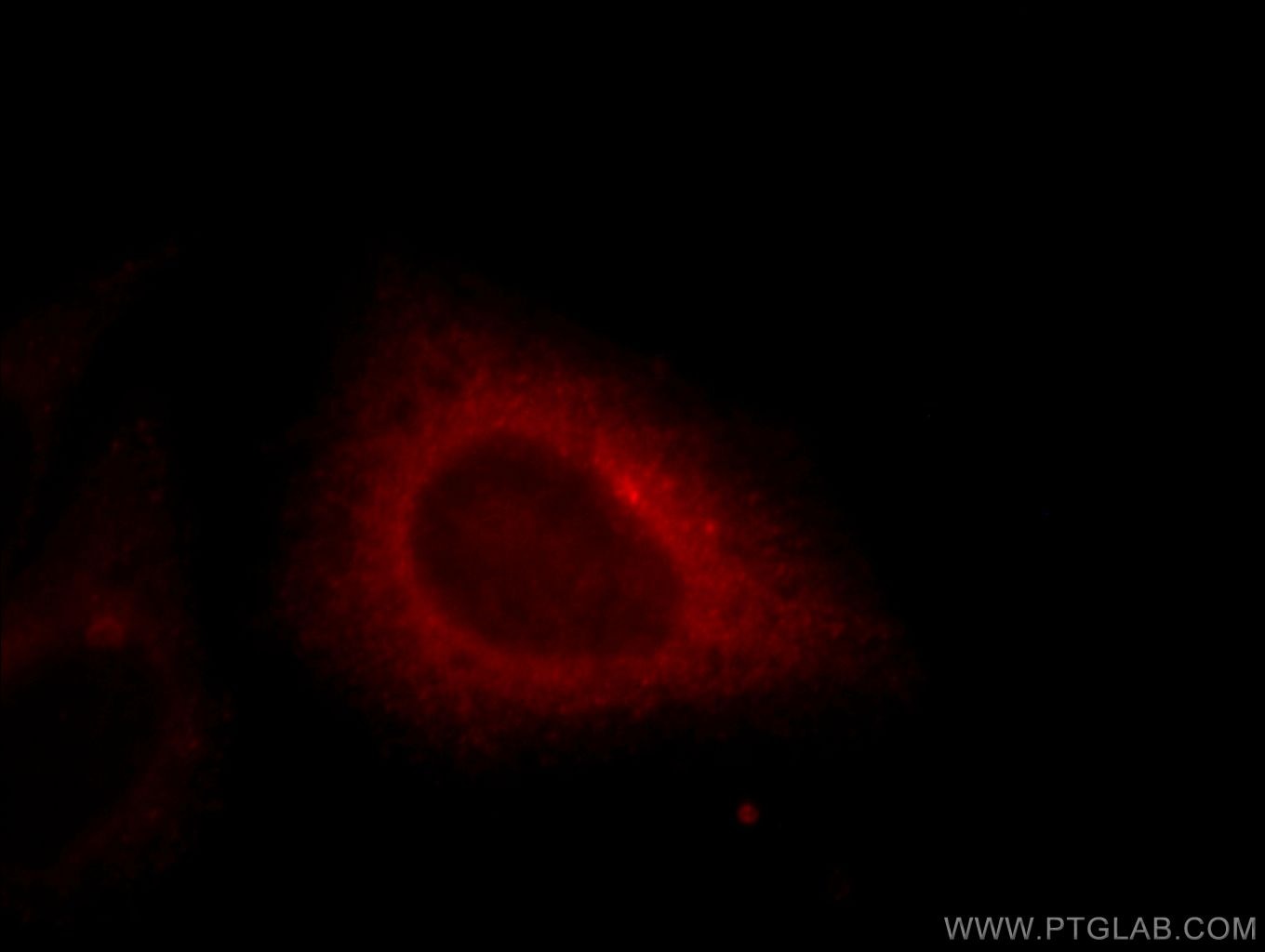 Immunofluorescence (IF) / fluorescent staining of HepG2 cells using EHD4 Polyclonal antibody (11382-2-AP)