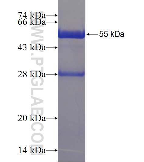 EHD4 fusion protein Ag1942 SDS-PAGE