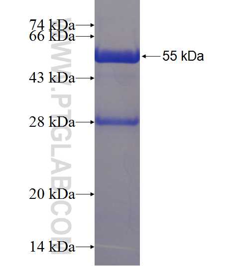 EHD4 fusion protein Ag1942 SDS-PAGE