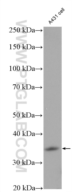 Western Blot (WB) analysis of A431 cells using EHF Polyclonal antibody (27195-1-AP)