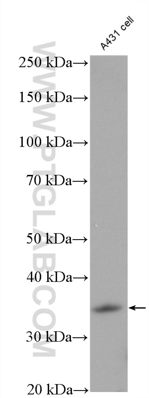 WB analysis of A431 using 27195-1-AP