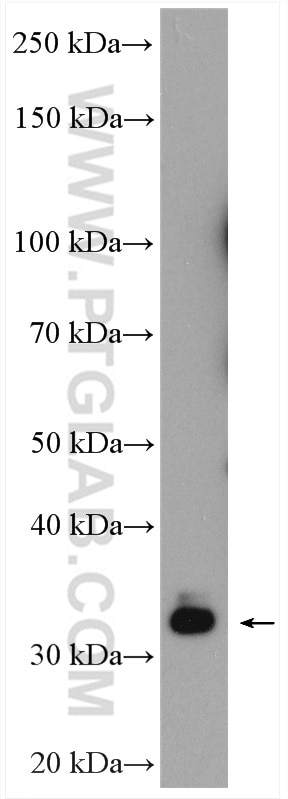 Western Blot (WB) analysis of LNCaP cells using EHF Polyclonal antibody (27195-1-AP)