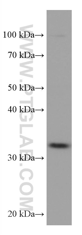 Western Blot (WB) analysis of NCCIT cells using EHF Monoclonal antibody (67125-1-Ig)