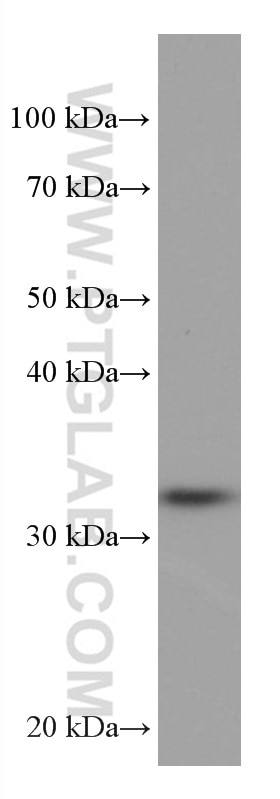 Western Blot (WB) analysis of A431 cells using EHF Monoclonal antibody (67125-1-Ig)