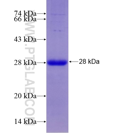 EHF fusion protein Ag28769 SDS-PAGE
