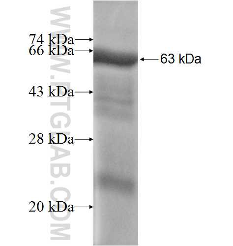 EHF fusion protein Ag4492 SDS-PAGE