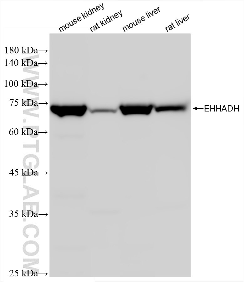 Various lysates were subjected to SDS PAGE followed by western blot with 87579-1-RR (EHHADH antibody) at dilution of 1:10000 incubated at room temperature for 1.5 hours. Western Blot (WB) analysis of various lysates using EHHADH Recombinant monoclonal antibody (87579-1-RR)