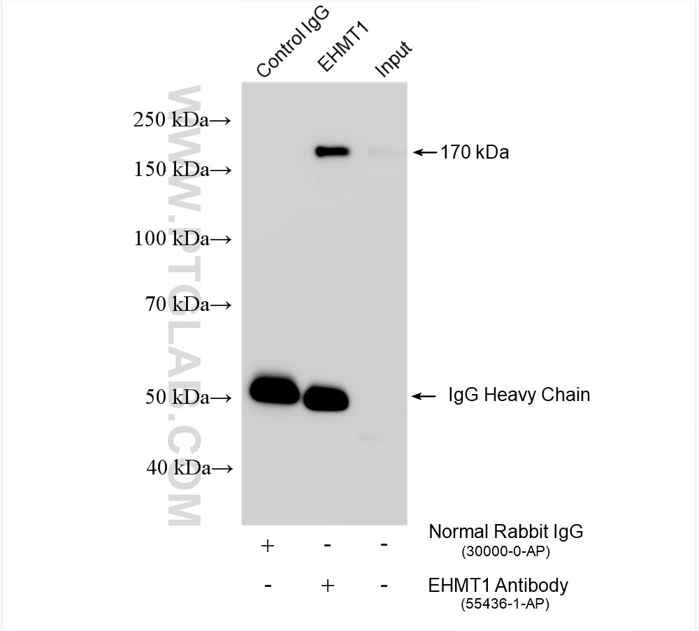 Immunoprecipitation (IP) experiment of K-562 cells using EHMT1 Polyclonal antibody (55436-1-AP)