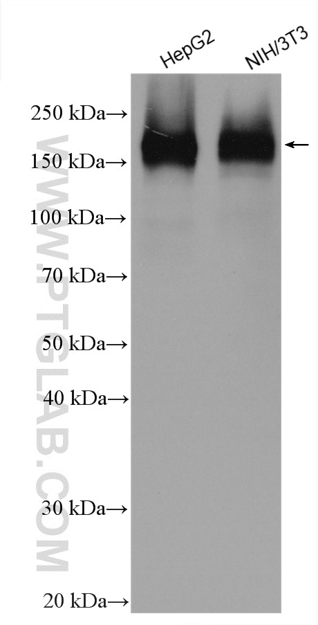 Western Blot (WB) analysis of various lysates using EHMT2 Polyclonal antibody (29303-1-AP)