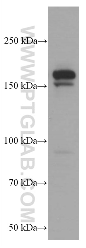 Western Blot (WB) analysis of HEK-293 cells using EHMT2 Monoclonal antibody (66689-1-Ig)