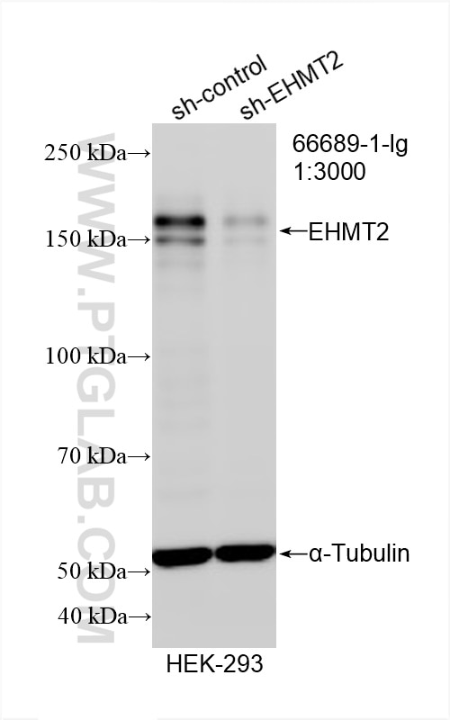 Western Blot (WB) analysis of HEK-293 cells using EHMT2 Monoclonal antibody (66689-1-Ig)