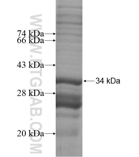 EI24 fusion protein Ag14169 SDS-PAGE